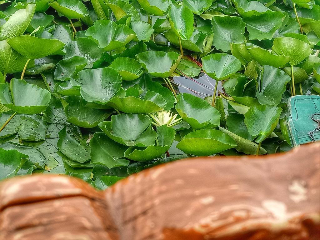 New Bul Bul Group Of Houseboats Srinagar Hotell Durgjan Exteriör bild